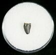 Leidyosuchus Tooth - Cretaceous Crocodile #5878-1